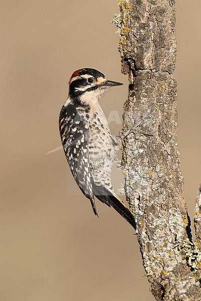 Adult male
Santa Barbara Co., CA
November 221 stock-image by Agami/Brian E Small,