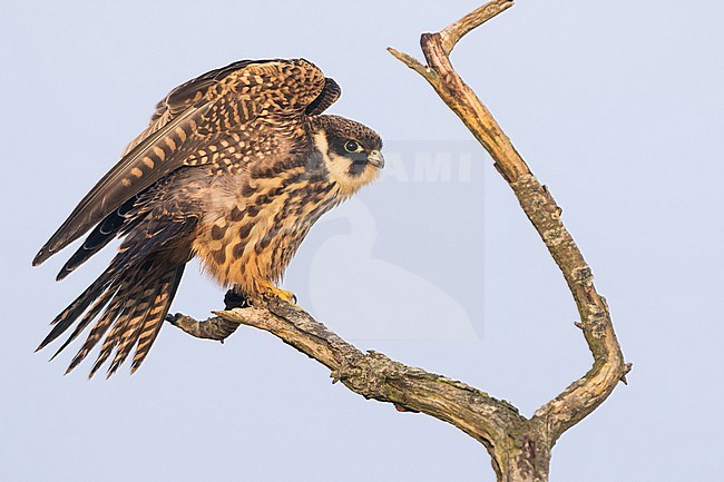 Eurasian Hobby - Baumfalke - Falco subbuteo ssp. subbuteo, Germany (Lower Saxony), 1st cy stock-image by Agami/Ralph Martin,