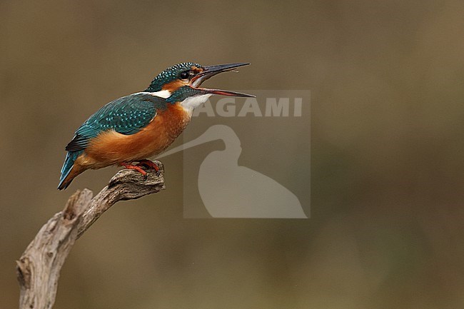 Juvenile or female Common Kingfischer (Alcedo atthis) perching on a branch swallowing or gulping a small fish stock-image by Agami/Mathias Putze,