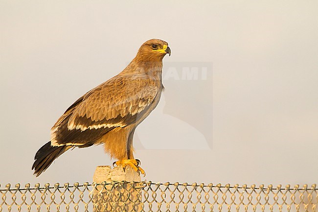 Steppe Eagle - Steppenadler - Aquila nipalensis, Oman, 2nd cy stock-image by Agami/Ralph Martin,