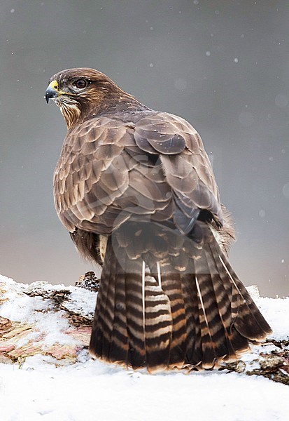 Wintering adult Common Buzzard (Buteo buteo) in Bialowieza natural park in Poland. Standing on the snow covered ground. Seen on the back, showing its tail. stock-image by Agami/Oscar Díez,