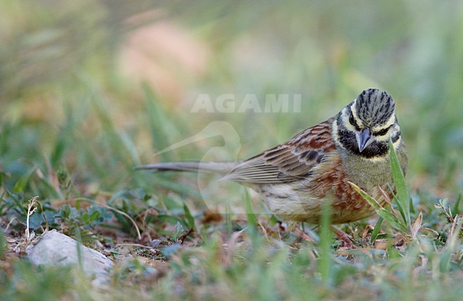 Volwassen mannetje Cirlgors, Adult male Cirl Bunting stock-image by Agami/Markus Varesvuo,