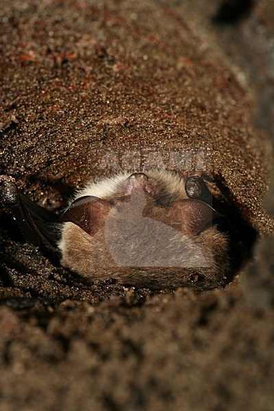 Slapende Franjestaart; SleepingNatterer\'s Bat stock-image by Agami/Theo Douma,