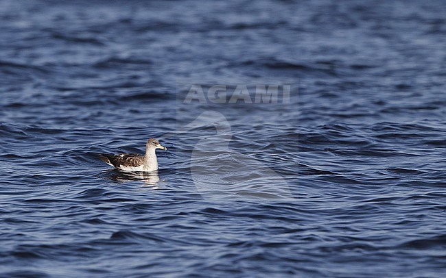 Scopoli's Shearwater (Calonectris diomedea), resting on water off Fuseta, Algarve, in Portugal. stock-image by Agami/Helge Sorensen,