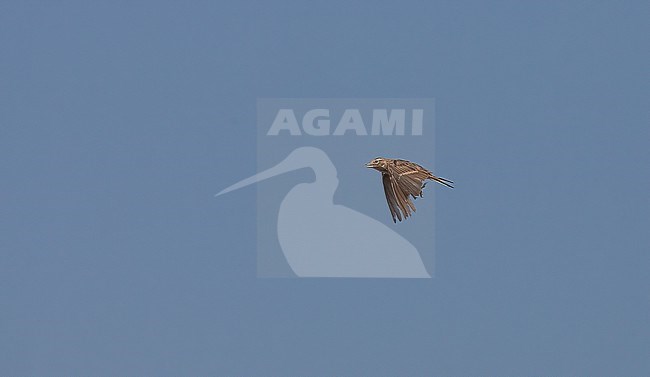 Short-toed Lark (Calandrella brachydactyla) in flight, showing upper wing pattern. stock-image by Agami/Tom Lindroos,