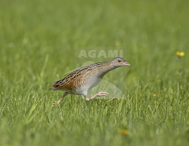 Corn Crake walking; Kwartelkoning lopend stock-image by Agami/Jari Peltomäki,