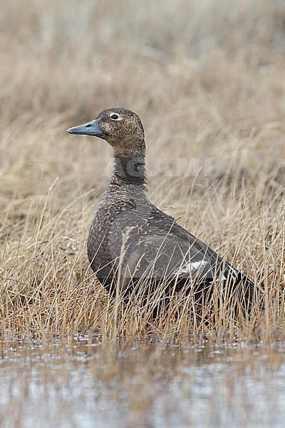 Adult female 
Barrow, AK 
June 2010 stock-image by Agami/Brian E Small,