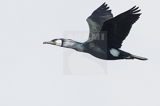 Japanese Cormorant, Phalacrocorax capillatus, in flight. stock-image by Agami/Stuart Price,