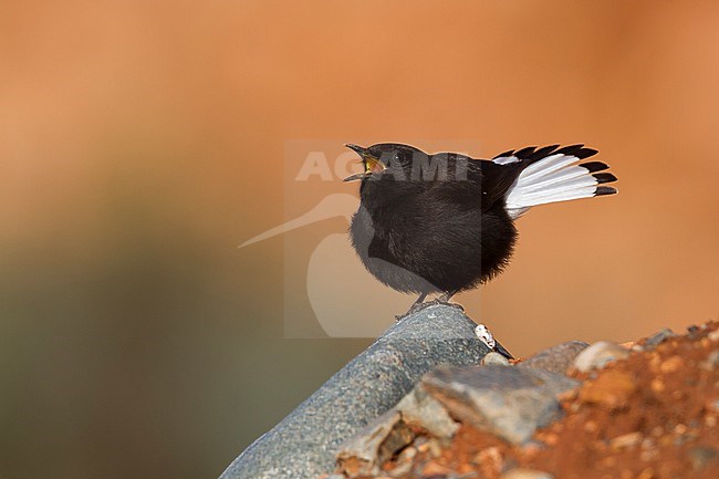 Black Wheatear - Trauersteinschmätzer - Oenanthe leucura ssp. riggenbachi, Morocco, adult male stock-image by Agami/Ralph Martin,