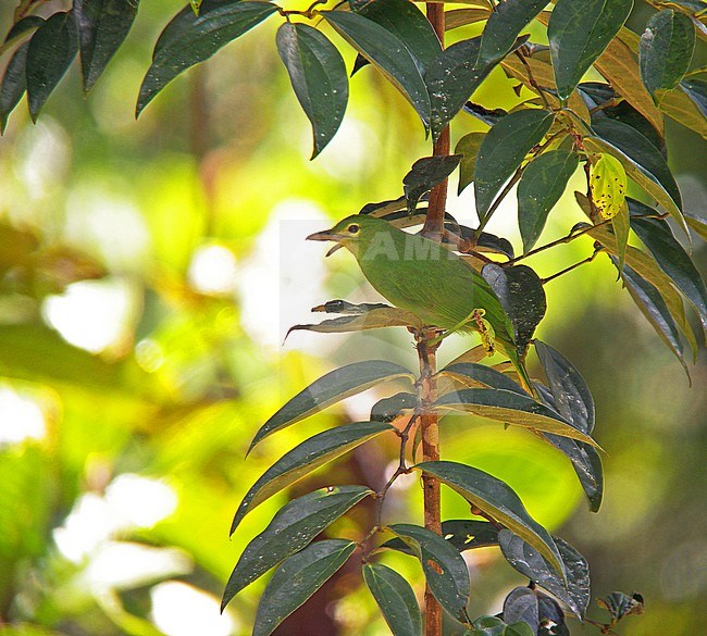 Philippine leafbird, Chloropsis flavipennis.  It is endemic to the Philippines. It is found in the islands of Mindanao and Leyte. stock-image by Agami/Pete Morris,