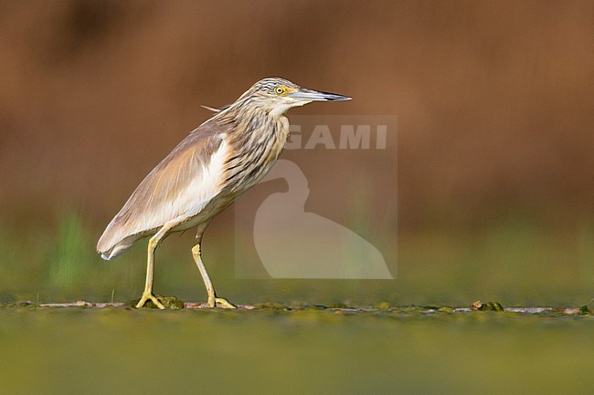 Squacco Heron (Ardeola ralloides), immature standing on a floating cane in a marsh stock-image by Agami/Saverio Gatto,
