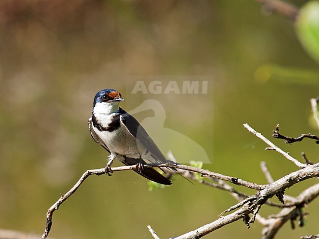 Adulte Witkeelzwaluw, Adult White-throated Swallow stock-image by Agami/Wil Leurs,