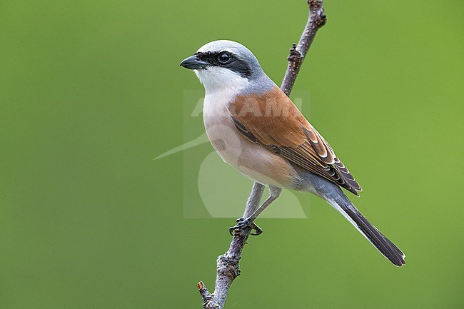 Adult male Red-backed Shrike (Lanius collurio) perched on a twig in Italy. stock-image by Agami/Daniele Occhiato,