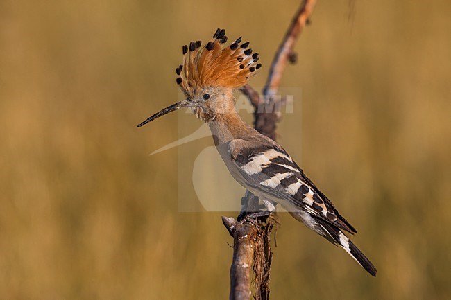 Hop zittend op tak; Eurasian Hoopoe perched on a branch stock-image by Agami/Daniele Occhiato,