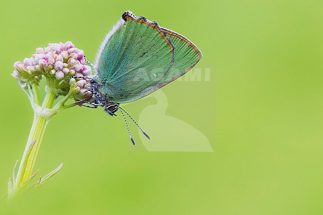 Green Hairstreak, Callophrys rubi stock-image by Agami/Wil Leurs,