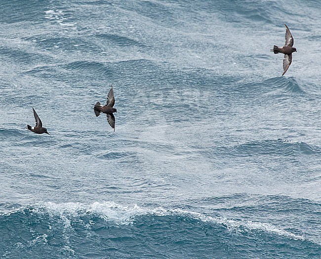 Fuegian Storm Petrel (Oceanites (oceanicus) chilensis) in southern Argentina. stock-image by Agami/Martijn Verdoes,