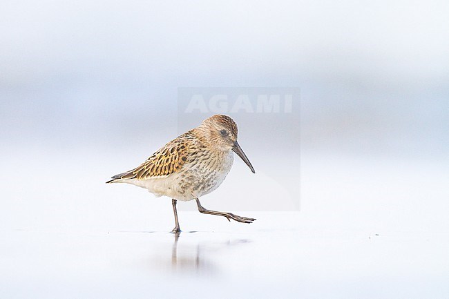 Bonte Strandloper, Dunlin, Calidris alpina juvenile foraging on beach stock-image by Agami/Menno van Duijn,