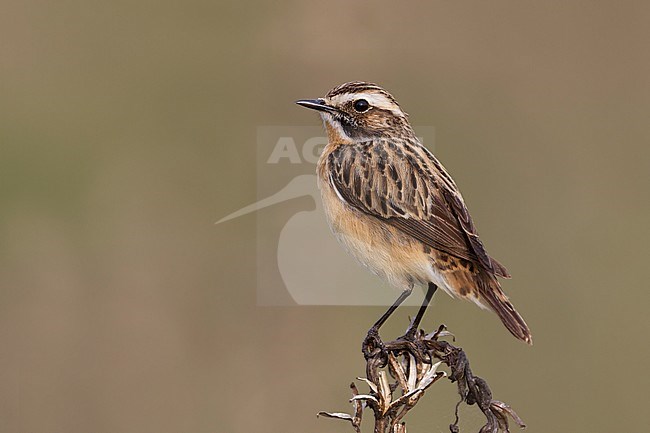 Whinchat (Saxicola rubetra), Poland, adult male stock-image by Agami/Ralph Martin,