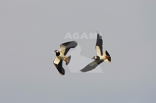 Kievit baltsend; Northern Lapwing displaying stock-image by Agami/Arie Ouwerkerk,