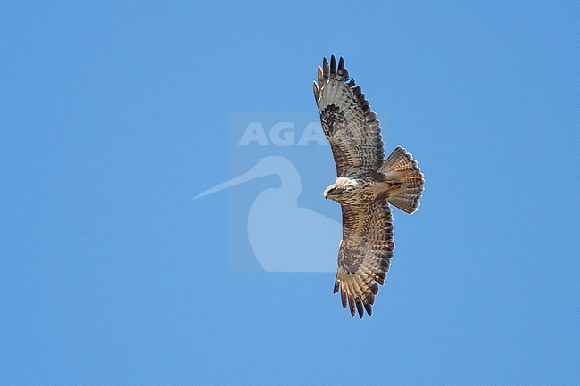 Common Buzzard (Buteo buteo), adult in flight seen from below stock-image by Agami/Saverio Gatto,