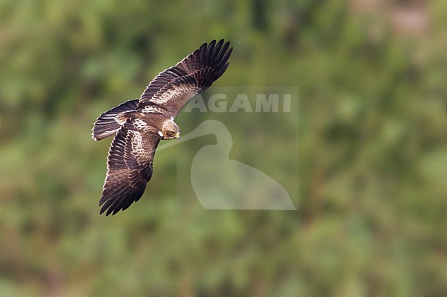 Aquila minore; Aquila pennata; Hieraetus pennatus; Booted Eagle stock-image by Agami/Daniele Occhiato,