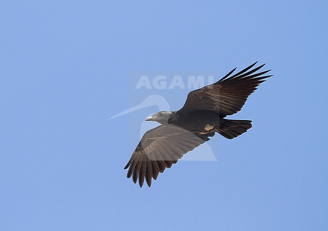 Fan-tailed Raven - Borstenrabe - Corvus rhipidurus, Oman stock-image by Agami/Ralph Martin,
