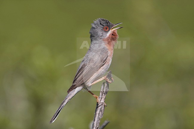 Zingend mannetje Baardgrasmus; Singing male Subalpine Warbler stock-image by Agami/Bill Baston,