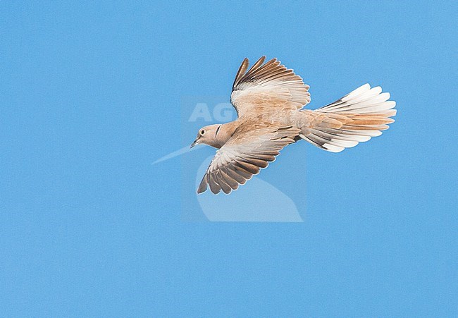 Eurasian Collared Dove (Streptopelia decaocto) on the Greek island of Lesvos. Gliding past, seen from above. stock-image by Agami/Marc Guyt,