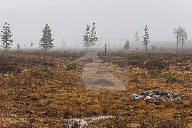 Kaunispää  Hill, bogs in a foggy weather stock-image by Agami/Saverio Gatto,