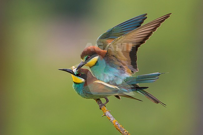 Bijeneters parend, European Bee-eater mating stock-image by Agami/Daniele Occhiato,