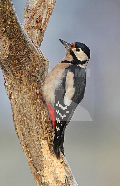 Great Spotted Woodpecker (Dendrocopos major) in Suffolk Great Britain stock-image by Agami/Bill Baston,