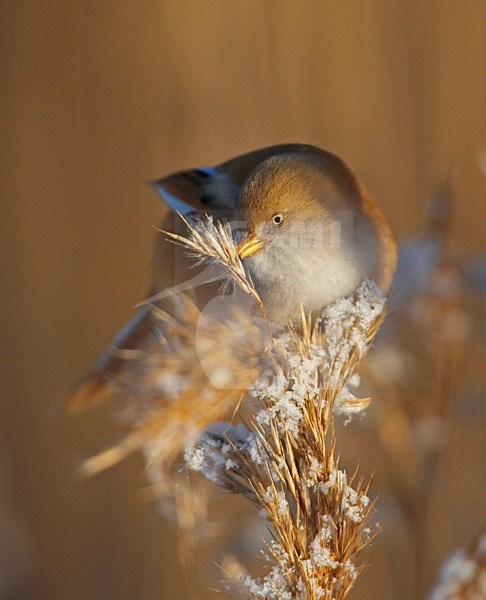 Bearded Tit female in reed; Baardman vrouw in riet stock-image by Agami/Markus Varesvuo,