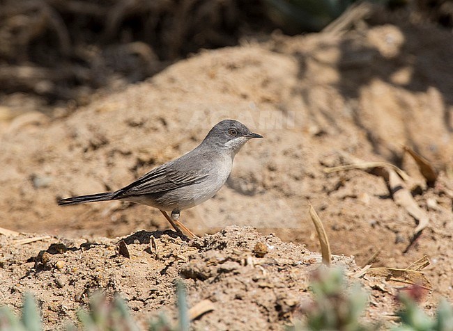 Female Rüppell's Warbler (Sylvia rueppelli) during spring migration in Egypt stock-image by Agami/Edwin Winkel,