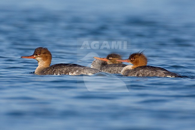 Middelste Zaagbek vrouwtjes zwemmend; Red-breasted Merganser females swimming stock-image by Agami/Daniele Occhiato,