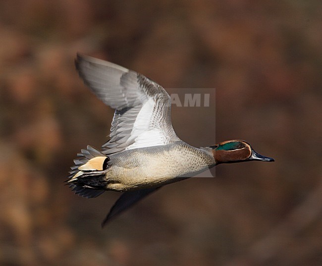 Common Teal male in flight, Wintertaling mannetje in vlucht stock-image by Agami/Arie Ouwerkerk,