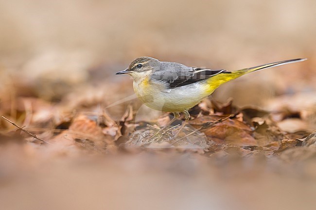 Grey Wagtail (Motacilla cinerea) in Italy. stock-image by Agami/Daniele Occhiato,