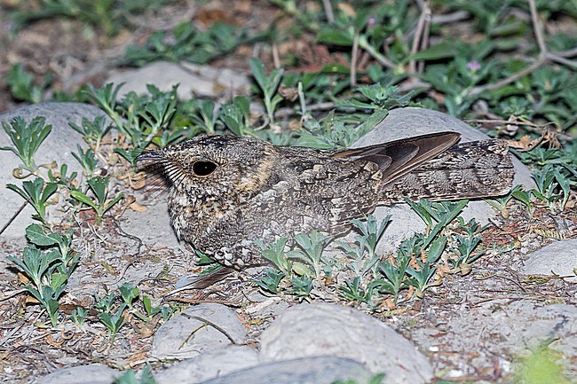 Tschudi's Nightjar (Systellura decussata) in northern Peru. stock-image by Agami/Pete Morris,