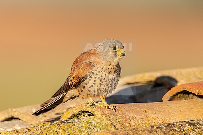Male Lesser Kestrel at the roof of a barn at sunrise stock-image by Agami/Onno Wildschut,