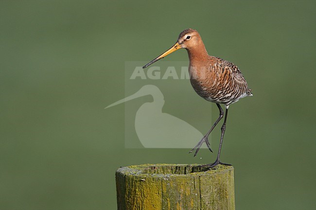 Mannetje Grutto op een paal; Male Black-tailed Godwit on a pole stock-image by Agami/Karel Mauer,