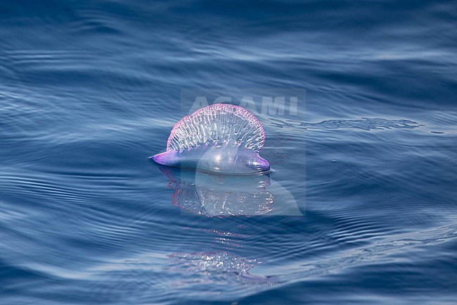 Portuguese man o' war (Physalia physalis) floating on the surface, in Cape Verde. stock-image by Agami/Sylvain Reyt,
