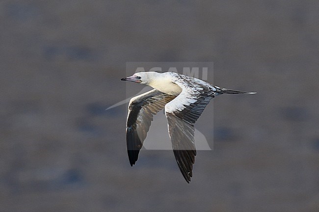 Red-footed Booby (Sula sula) in flight over the mid-atlantic ocean. stock-image by Agami/Laurens Steijn,