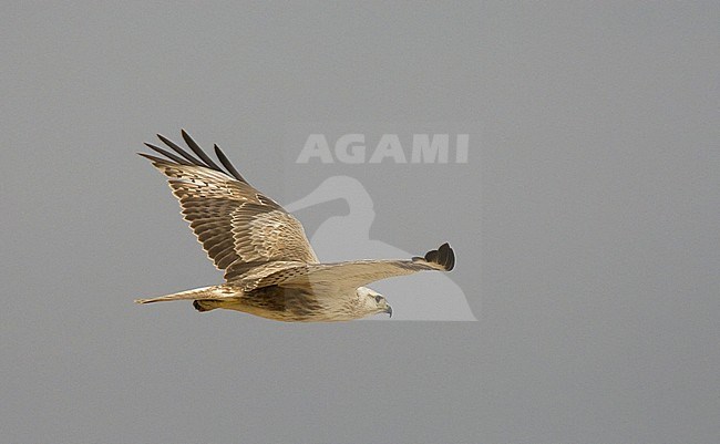 Immature Long-legged Buzzard (Buteo rufinus) in flight. Oman stock-image by Agami/Markku Rantala,