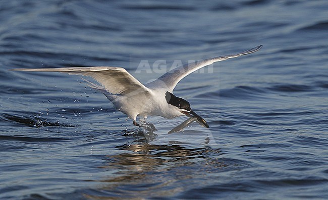 Sandwich Tern, Sterna sandvicensis, adult washing fish, at Brøndby Strand, Denmark stock-image by Agami/Helge Sorensen,