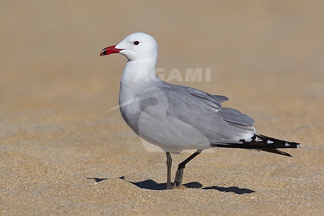 Audouins Meeuw staand op strand,  Audouin's Gull perched on the beach stock-image by Agami/Daniele Occhiato,