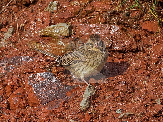 This bird was seen into hard rain/snow conditions. This is the 4th of his species to be found in Heligoland, Germany. stock-image by Agami/Vincent Legrand,