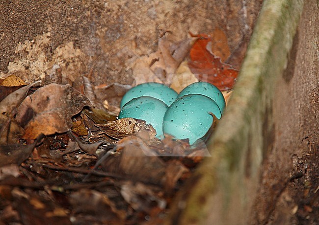 Grey Tinamou (Tinamus tao) nest with beautiful blue eggs stock-image by Agami/Andy & Gill Swash ,