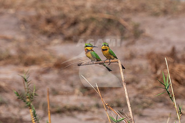 Two little bee-eaters, Merops pusillus, perched on a twig. Chobe National Park, Botswana. stock-image by Agami/Sergio Pitamitz,