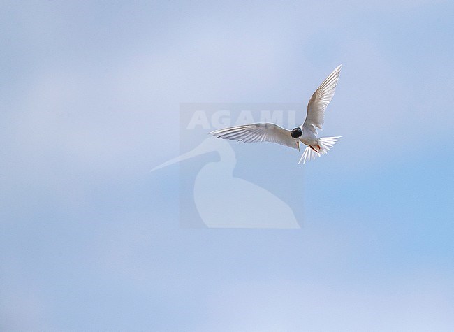 Adult Fairy Tern (Sternula nereis davisae), an endangered subspecies from New Zealand. It has been on the brink of extinction for decades. stock-image by Agami/Marc Guyt,