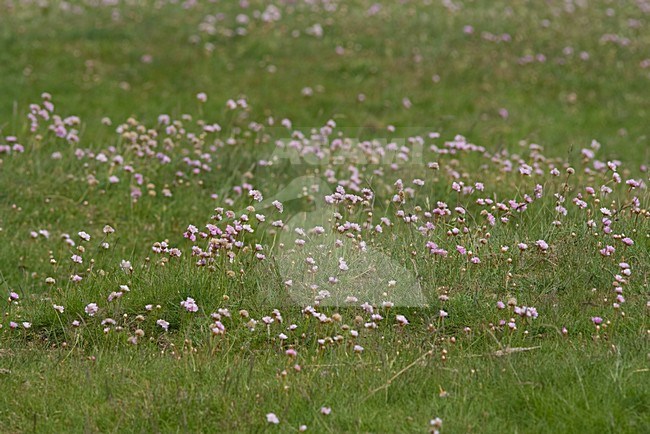 Engels gras, Thrift, Armeria maritima stock-image by Agami/Arnold Meijer,