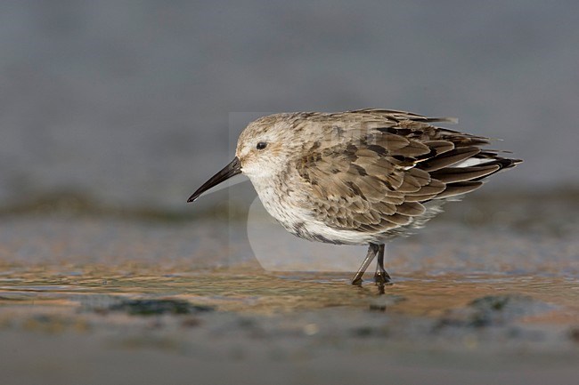 Foeragerende Bonte Strandloper; Foraging Dunlin stock-image by Agami/Arie Ouwerkerk,